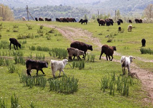 Sheeps in a mountain pasture in Uzbekistan on a sunny day