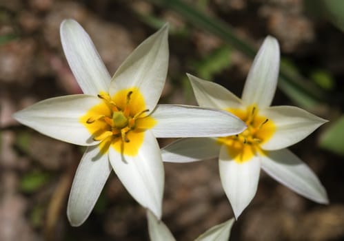 White and yellow flowers of wild tulip in the mountains of Uzbekistan
