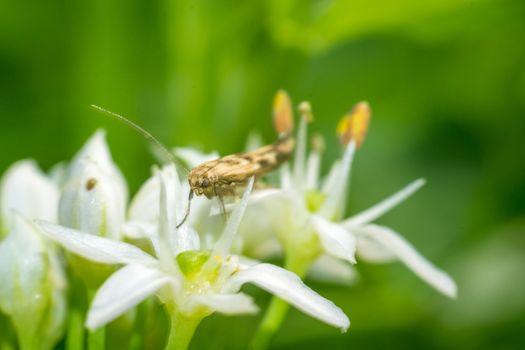 Close up of a colorful butterfly macro photo green