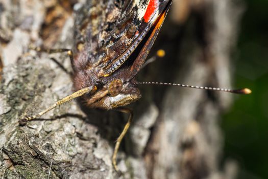 Close up of a colorful butterfly macro photo green