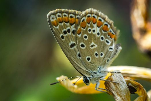 Close up of a colorful butterfly macro photo green