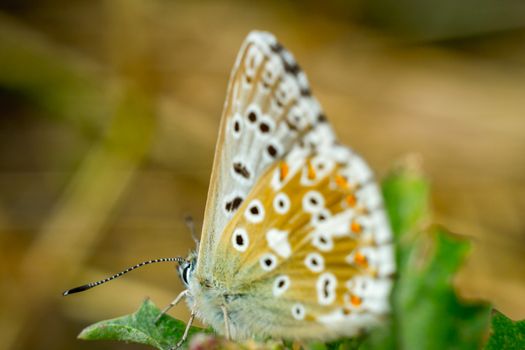 Close up of a colorful butterfly macro photo green