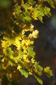 Autumn rays of sun illuminates yellow maple leaves abstract background
