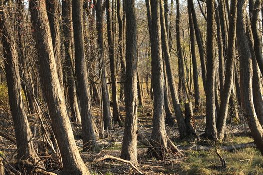 Autumn bare trees without foliage, mysterious  landscape