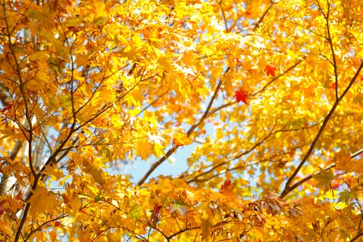 Autumn season colorful of tree and leaves in Japan