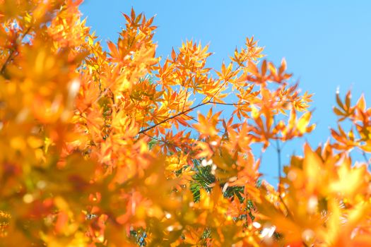 Autumn season colorful of tree and leaves in Japan