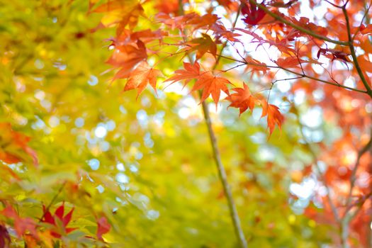 Autumn season colorful of tree and leaves in Japan