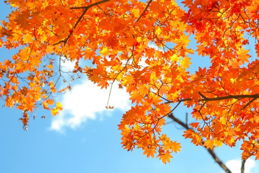 Autumn season colorful of tree and leaves in Japan