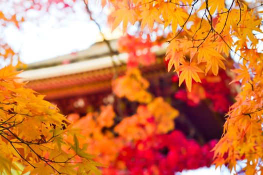 Autumn season colorful of tree and leaves in Japan