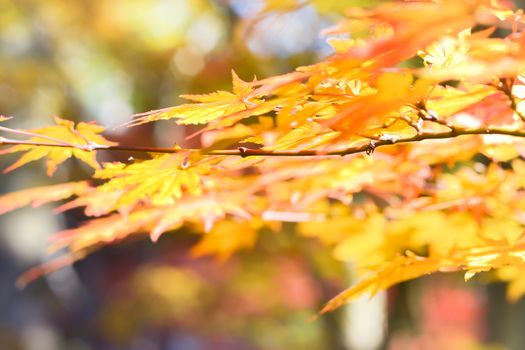 Autumn season colorful of tree and leaves in Japan