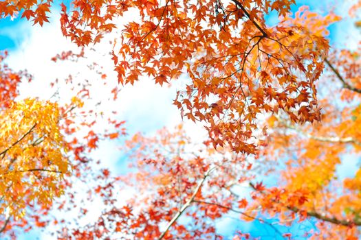 Autumn season colorful of tree and leaves in Japan