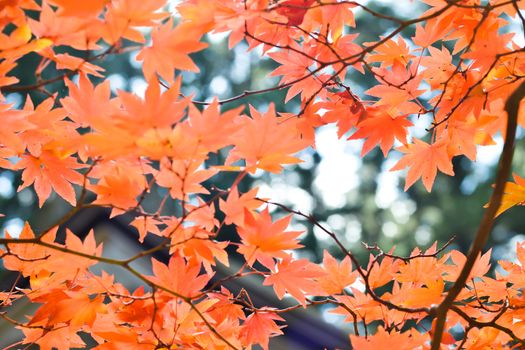 Autumn season colorful of tree and leaves in Japan