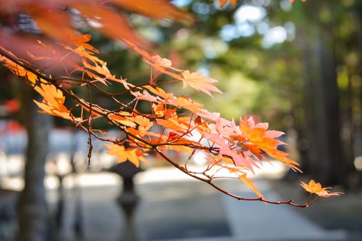 Autumn season colorful of tree and leaves in Japan