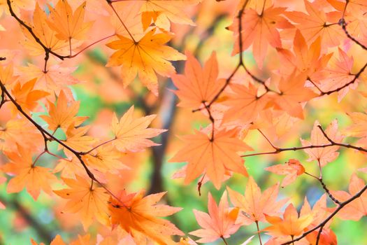 Autumn season colorful of tree and leaves in Japan