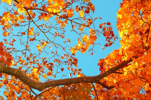 Autumn season colorful of tree and leaves in Japan