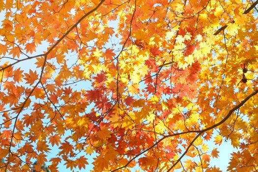 Autumn season colorful of tree and leaves in Japan