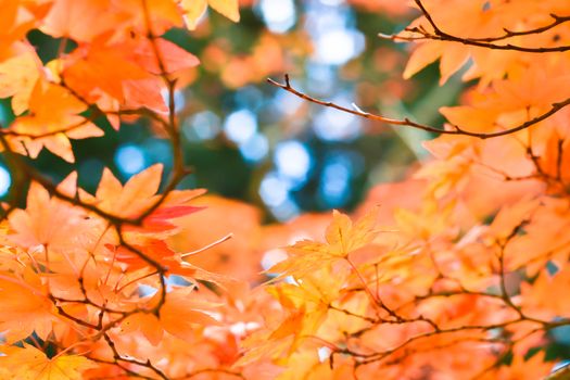 Autumn season colorful of tree and leaves in Japan