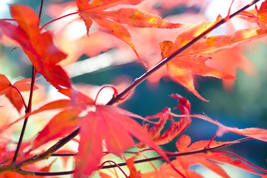 Autumn season colorful of tree and leaves in Japan