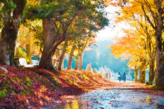 Autumn season colorful of tree and leaves in Japan