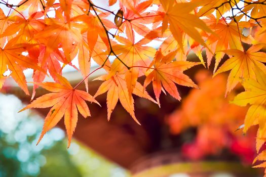 Autumn season colorful of tree and leaves in Japan