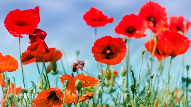 Field of Poppies in Sussex