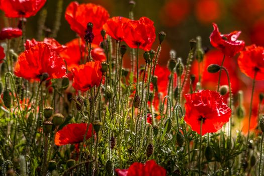 Field of Poppies in Sussex