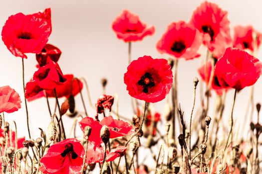 Field of Poppies in Sussex