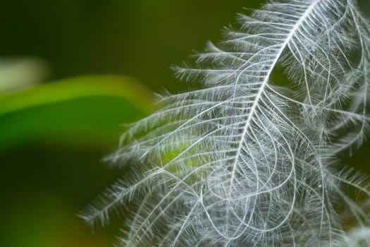 feather close-up macro photo green white wallpaper