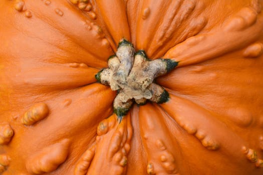 Close-up of top of large, orange pumpkin with warty, lumpy texture and cut stalk