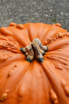 Unusual large orange pumpkin with tough skin and warty texture, on concrete