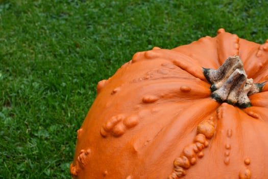 Close-up of bright orange warty pumpkin on green grass, with copy space