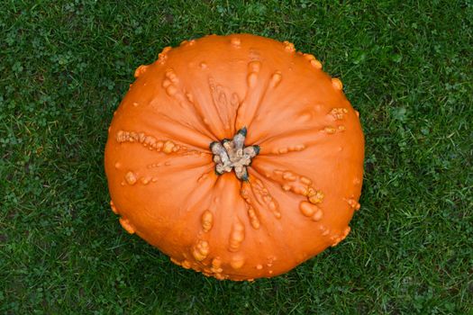 Large, warty orange pumpkin for Thanksgiving on green grass, seen from above