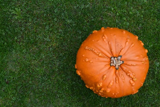 Warty-skinned orange pumpkin on green grass, with copy space