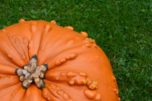 Close-up of deep orange pumpkin with warty texture for Halloween on green grass
