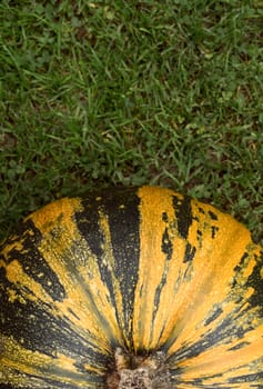 Striped green and yellow pumpkin, seen from above on grass with copy space