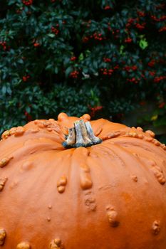 Large orange pumpkin with warty texture against background of red berries, with copy space