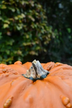 Close-up of big, warty pumpkin, against a background of beech leaves, with copy space