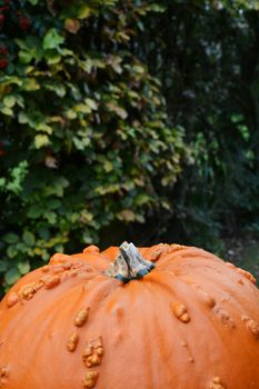 Warty orange pumpkin for Thanksgiving or Halloween, against background of green foliage, with copy space