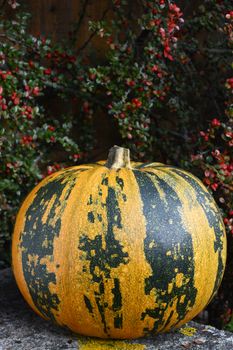 Stripy green and yellow pumpkin at Thanksgiving, with copy space on cotoneaster berries above