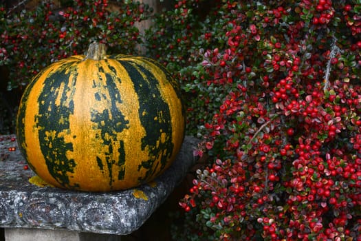 Green and orange striped pumpkin on stone bench next to bright red cotoneaster berries in autumn