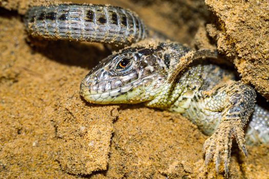 portrait of a lizard close-up. The natural environment, the lizard in the hole