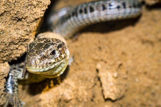 portrait of a lizard close-up. The natural environment, the lizard in the hole