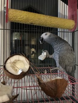Big african grey parrot in cage with coconut fruit. Bird food concept.