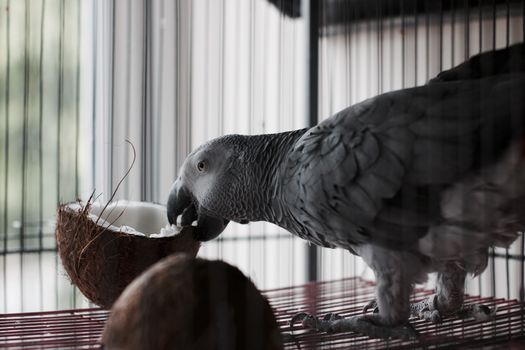 Big african grey parrot in cage with coconut fruit. Bird food concept.