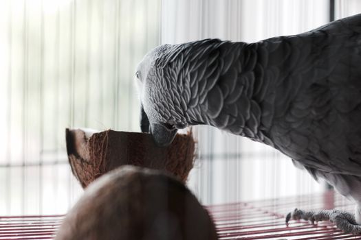 Big african grey parrot in cage with coconut fruit. Bird food concept.