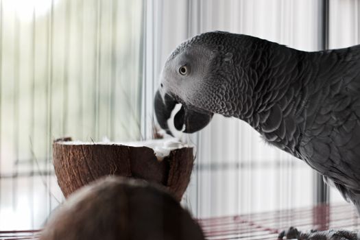 Big african grey parrot in cage with coconut fruit. Bird food concept.