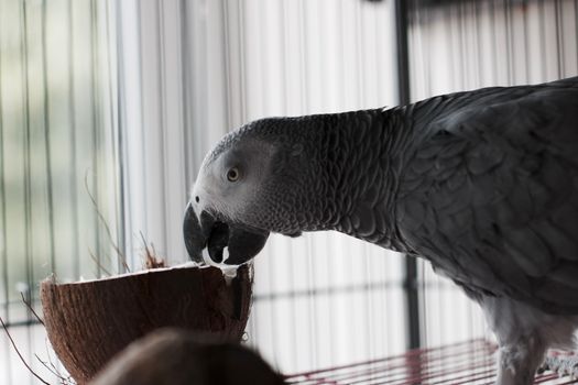 Big african grey parrot in cage with coconut fruit. Bird food concept.
