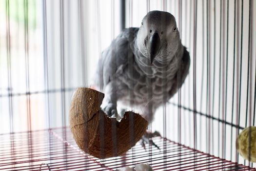 Big african grey parrot in cage with coconut fruit. Bird food concept.