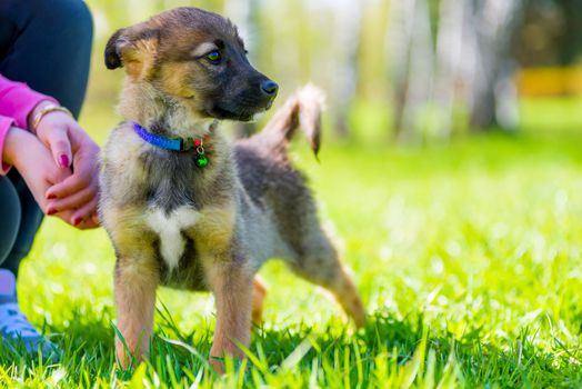 beautiful puppy on a walk in the park with his mistress