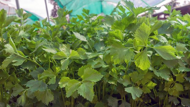 Hydroponics coriander,  organic vegetable cultivation farm